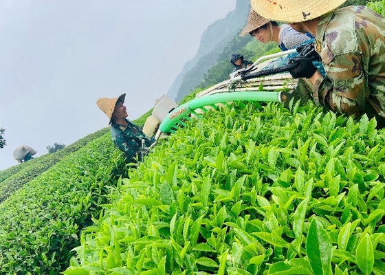 Dahongpao thee ervaart de magie van Feibai Anji witte thee kleine pot thee uit Fujian